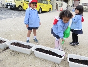 チューリップ（B組）・ヒヤシンス（A組）